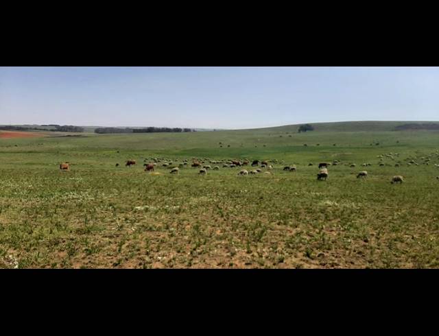 FARM FOR SALE IN CAROLINA